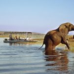 best things to do on South Africa River cruises