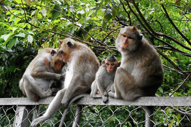 monkeys in cambodia on mekong river cruise vacations