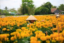 sa dec flower village
